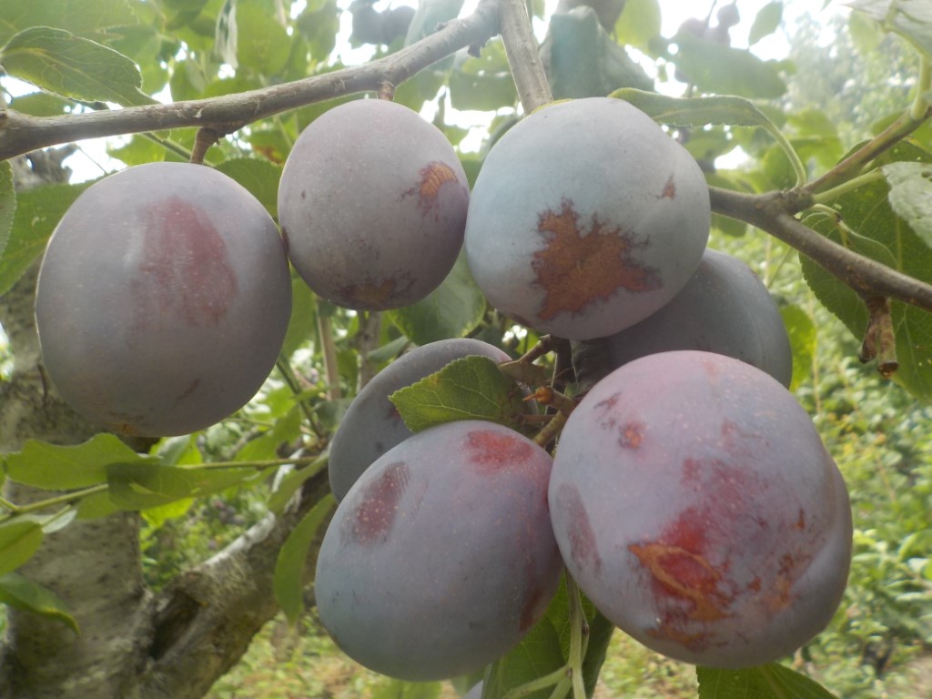 fruitwood_image_unavailable3